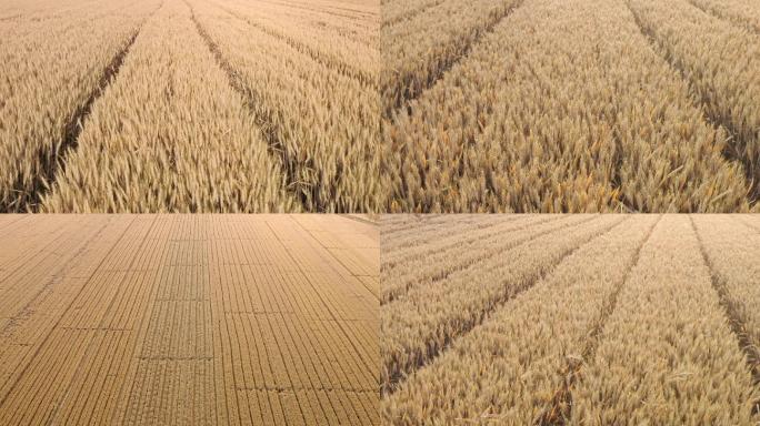 成熟的小麦航拍4K