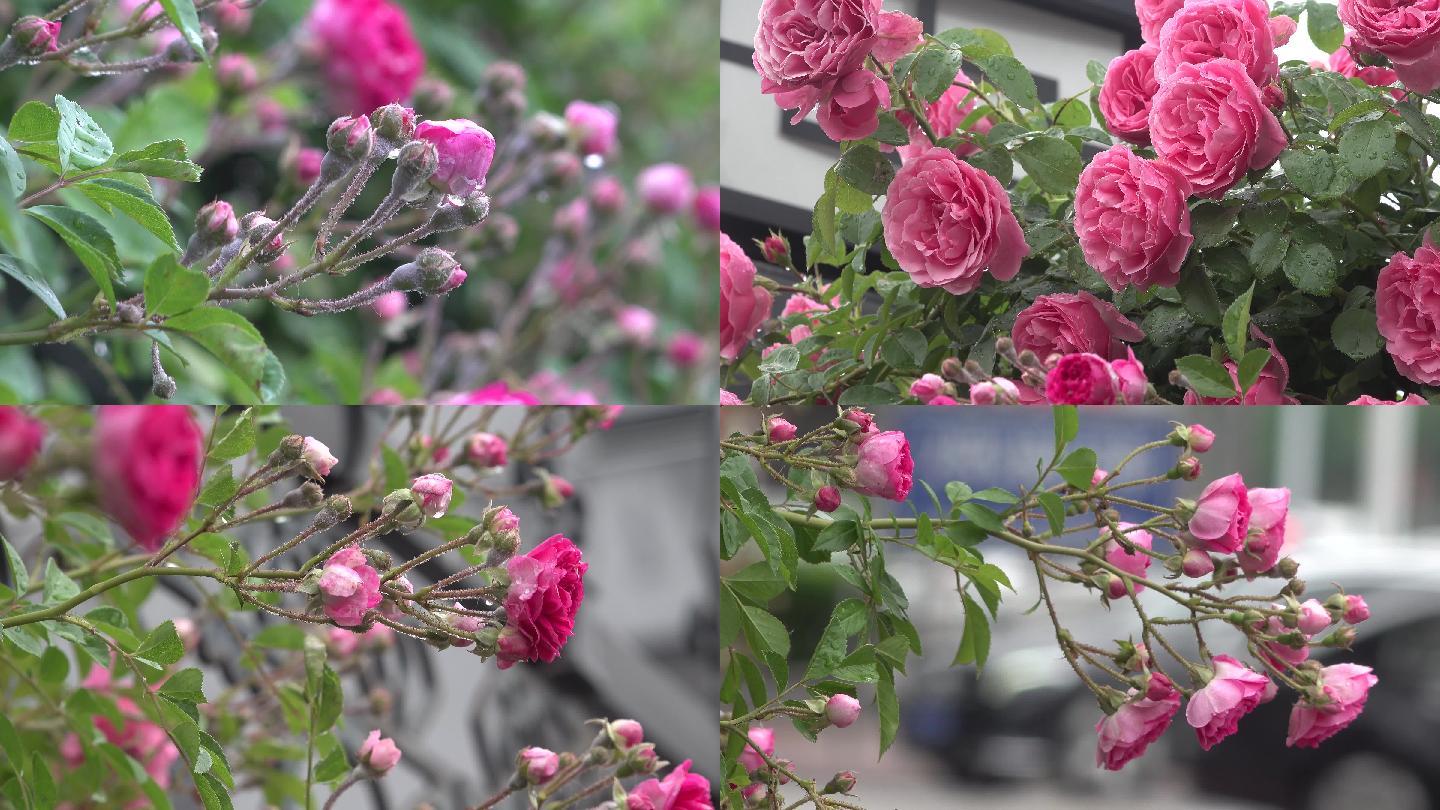 雨后的蔷薇花 3840x2160 高清视频素材下载 编号 实拍视频 Vj师网www Vjshi Com