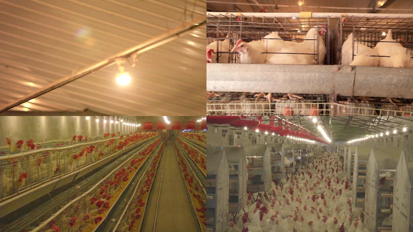 无公害鸡蛋养鸡工厂规模化白羽鸡