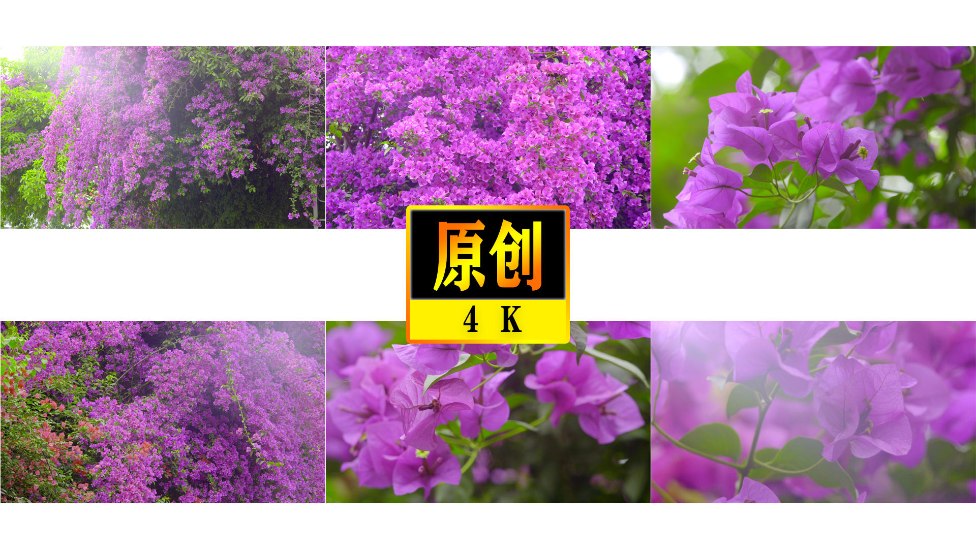 4k超唯美蔷薇 三角梅 花海 3840x2160 高清视频素材下载 编号 实拍视频 Vj师网www Vjshi Com