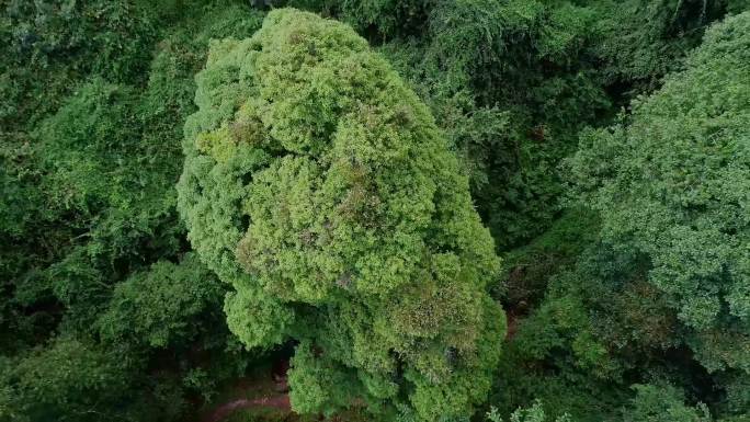 大理弥渡密祉镇桂花箐小河淌水源头