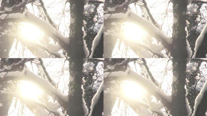 雪花落下森林积雪冬日阳光