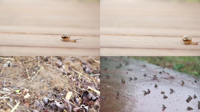 微距特写：蜗牛青蛙蚂蚁