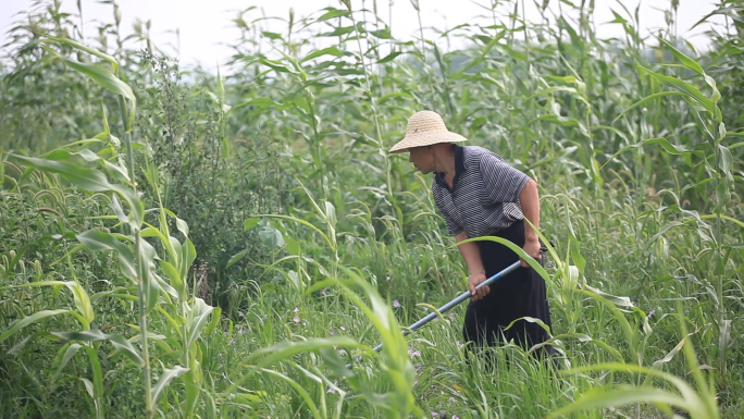 农民开荒锄草