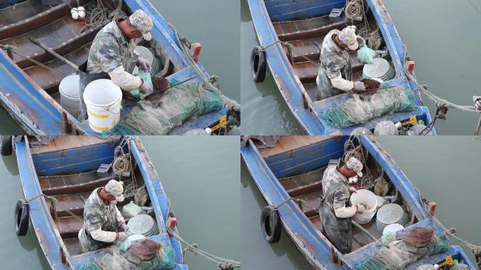 渔民从船上取章鱼