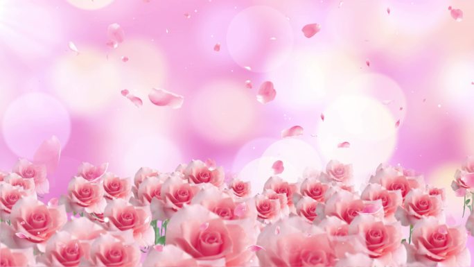 4K温馨浪漫玫瑰花瓣背景循环