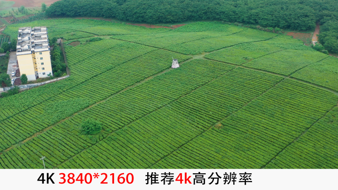 航拍4k拍摄贵州茶园