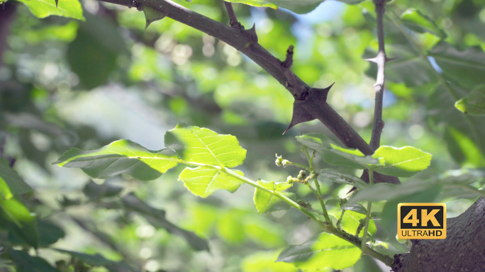 【4K原创】青花椒刺