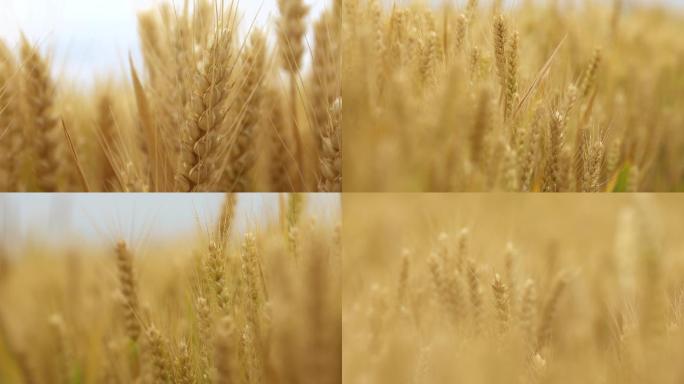 麦田麦子黄金麦子成熟特写麦子地
