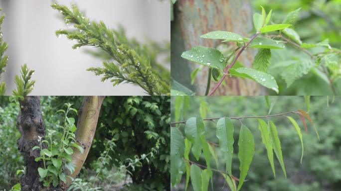 雨后植物上的水珠2