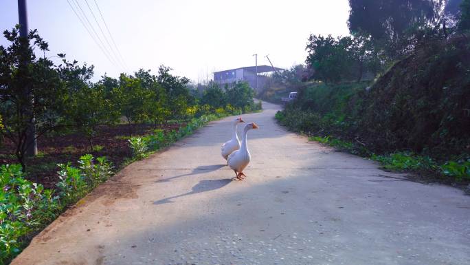大马路上的大鹅霸