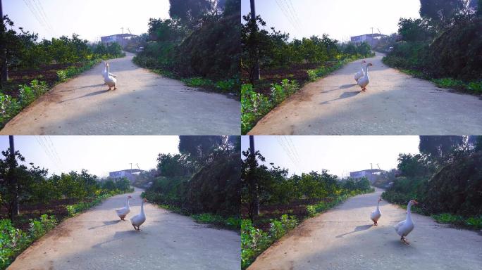 大马路上的大鹅霸