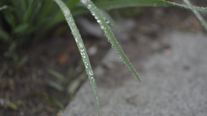 雨后植物上的水珠