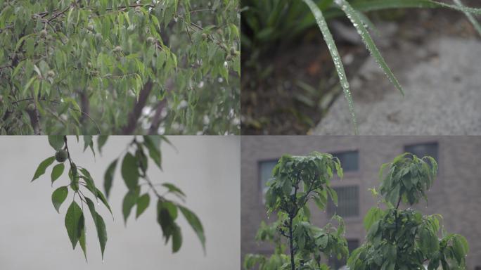 雨后植物上的水珠