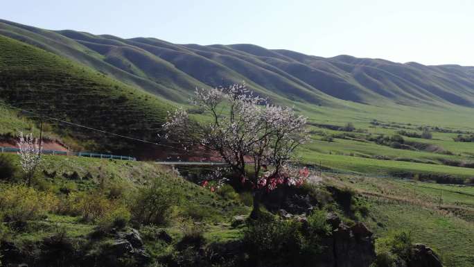 新疆伊犁风光那拉提雪山草原网红野杏树杏花
