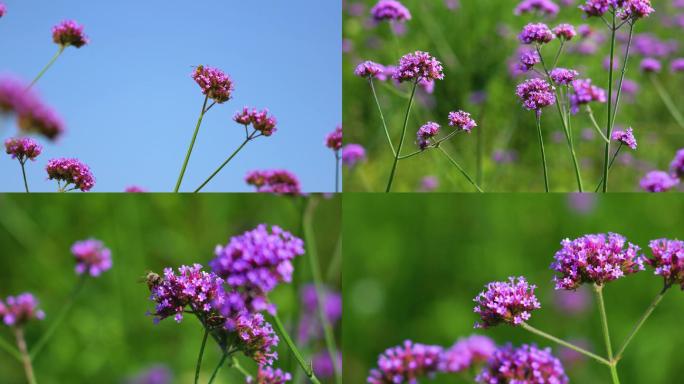 唯美紫色马鞭草花蜜蜂采花特写花朵高清4K
