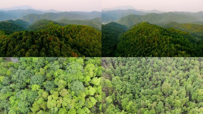 航拍森林 高山 绿色 森林 自然风光