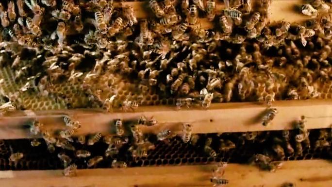 蜜蜂蜂巢90年代