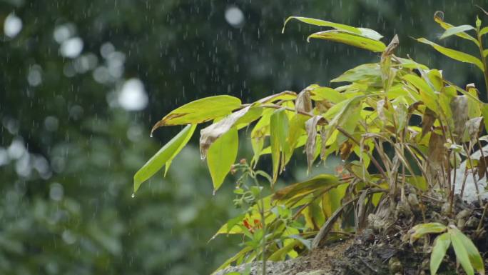 云南德宏雨景雨滴树叶升格