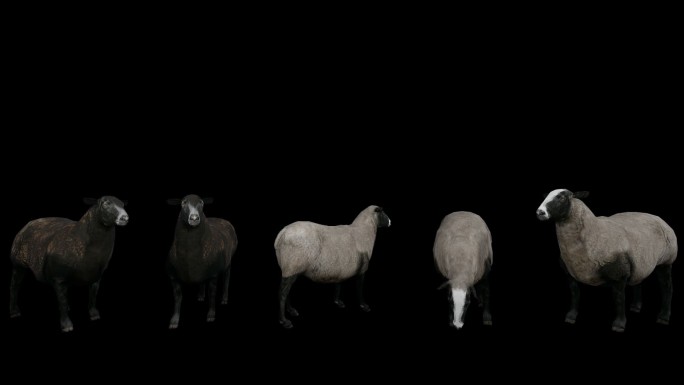 羊动画