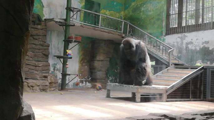 动物园亲子旅游济南大猩猩动物