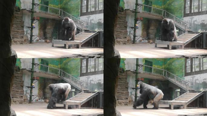 动物园亲子旅游济南大猩猩动物