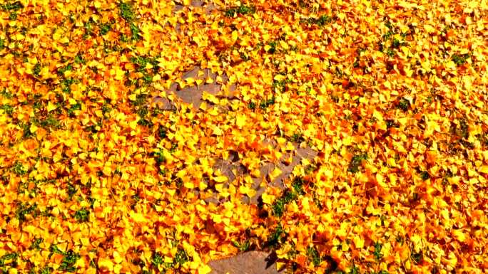 武当山的全真草堂金色秋天光晕效果航拍4K