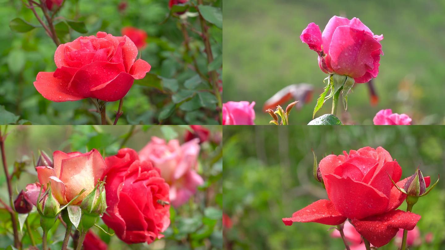 玫瑰、实拍雨后的玫瑰花、特写镜头02