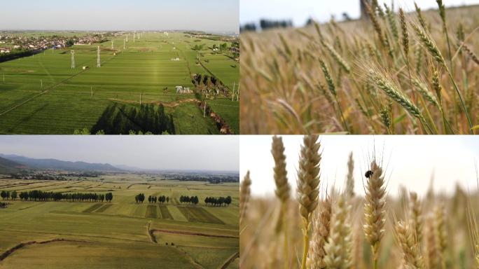 高清实拍关中平原上的小麦季节转换