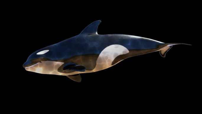 虎鲸游动-循环带透明通道