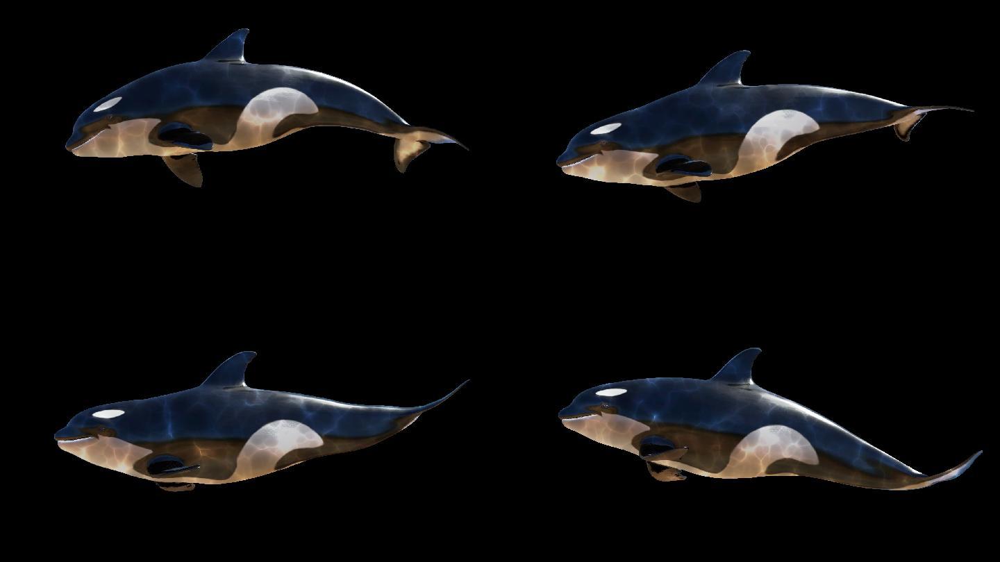 虎鲸游动-循环带透明通道
