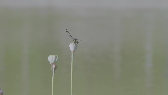 池塘荷花蜻蜓小荷才露尖尖角