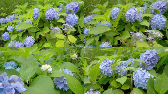 绣球花、八仙花、紫阳花