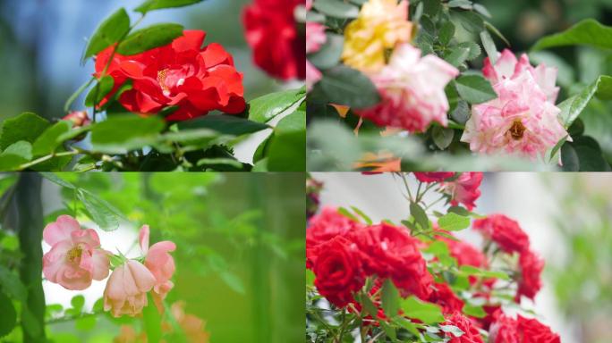 4k唯美月季玫瑰花鲜花盛开实拍