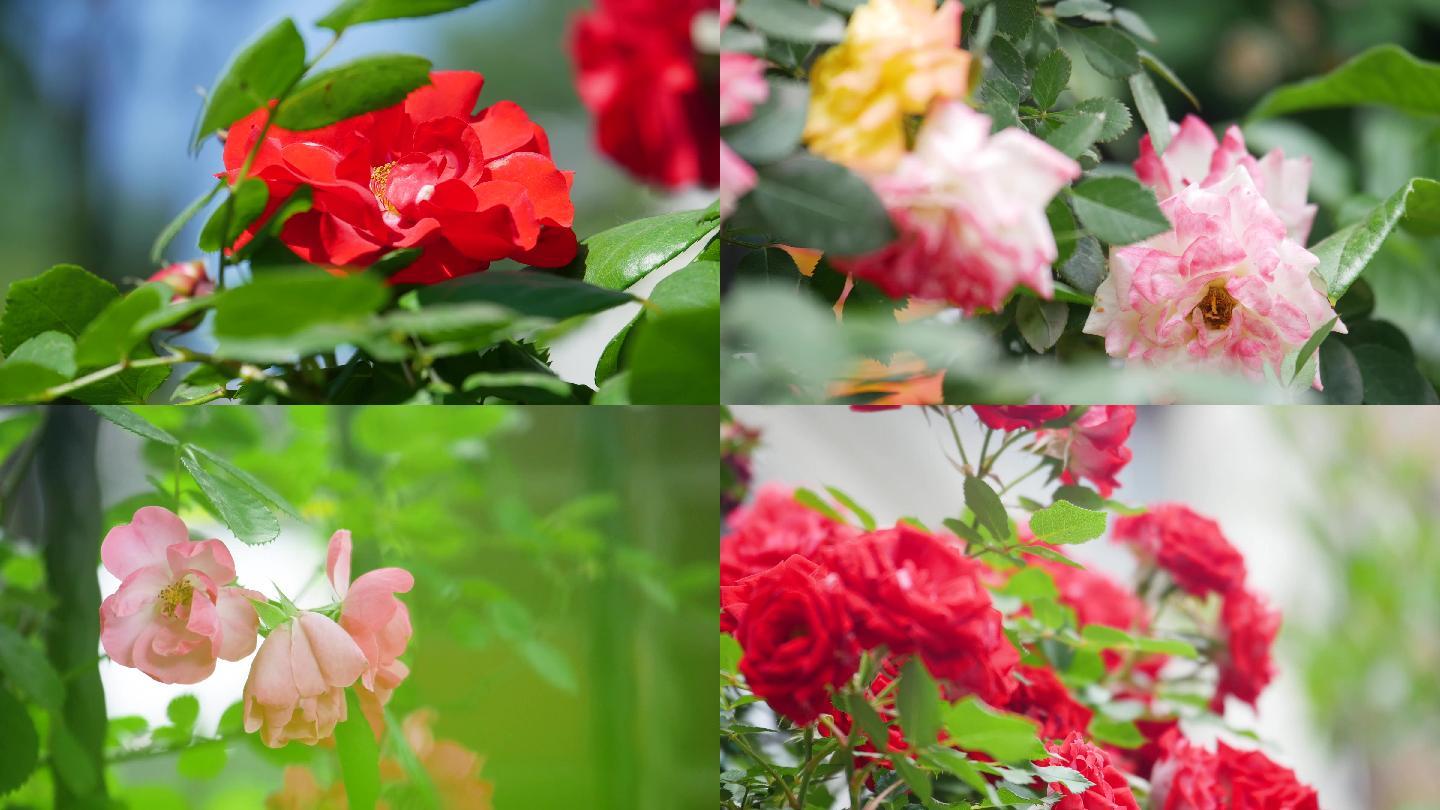 4k唯美月季玫瑰花鲜花盛开实拍