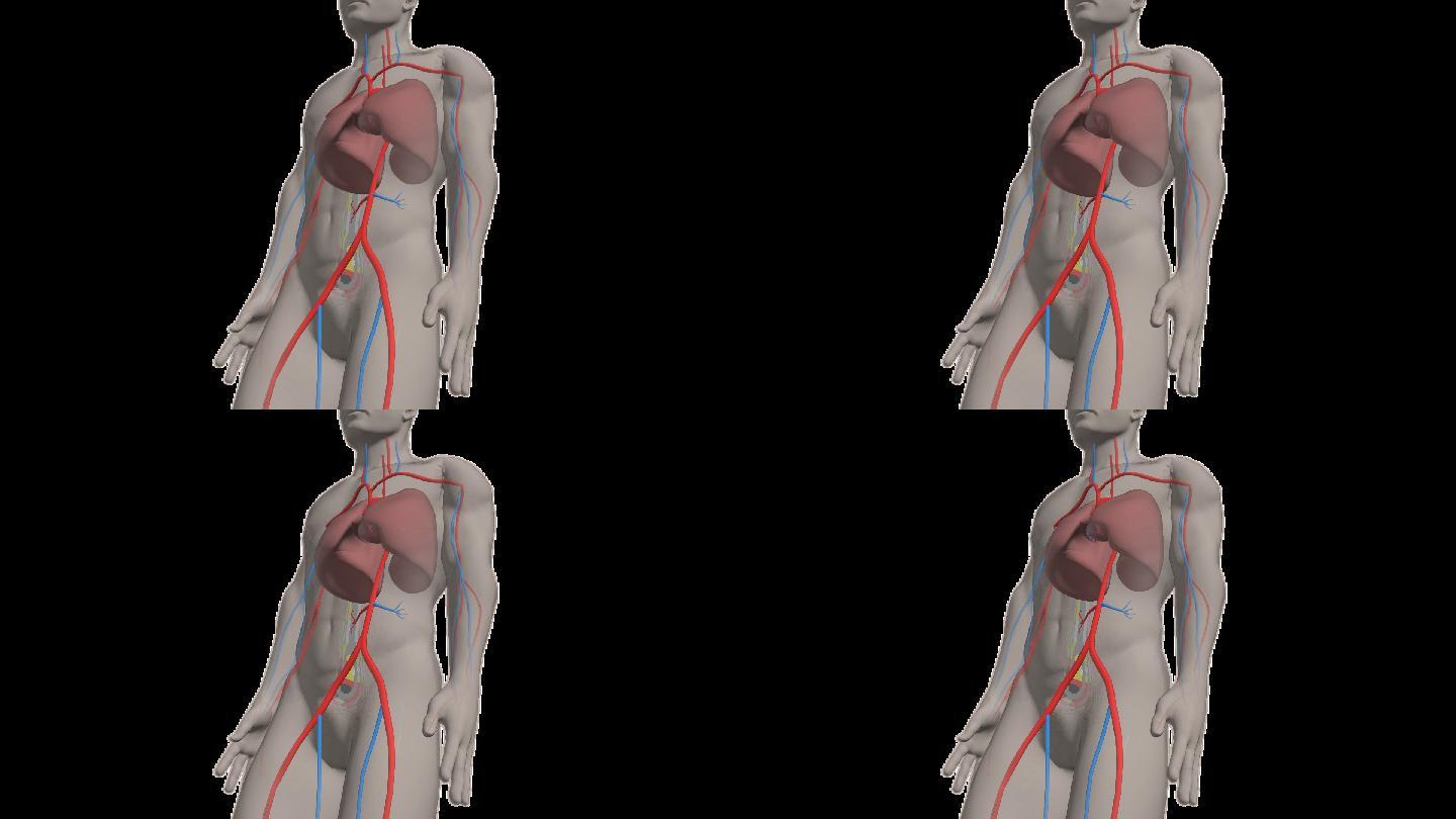 人体心肺动态演绎AE模板