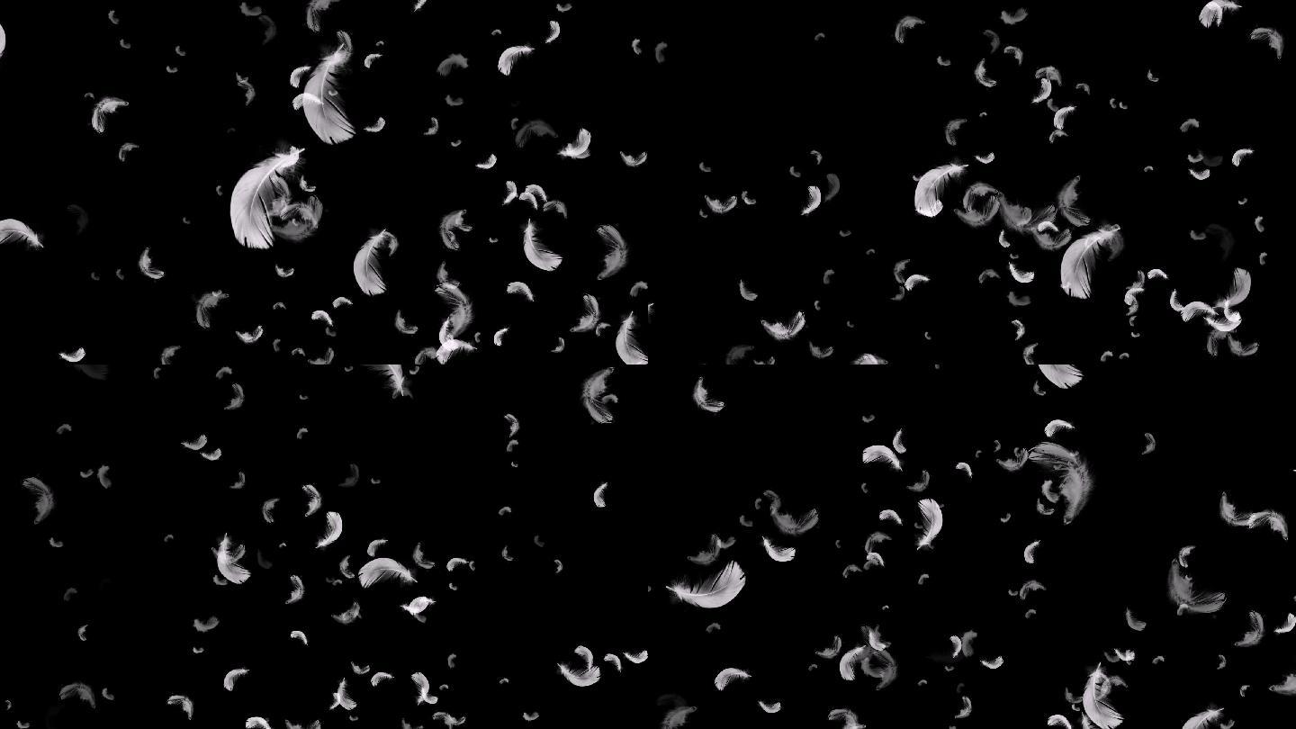 羽毛飘落无缝循环羽毛透明通道