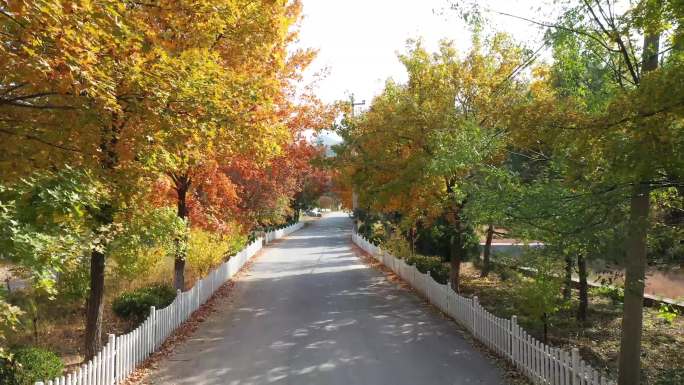 公园道路