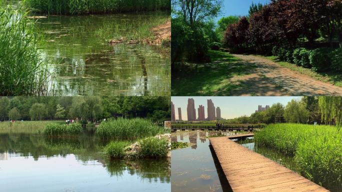 原创拍摄2020疫情后城市湿地公园的春天