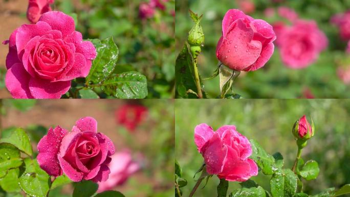 玫瑰、实拍雨后的玫瑰花、特写镜头03