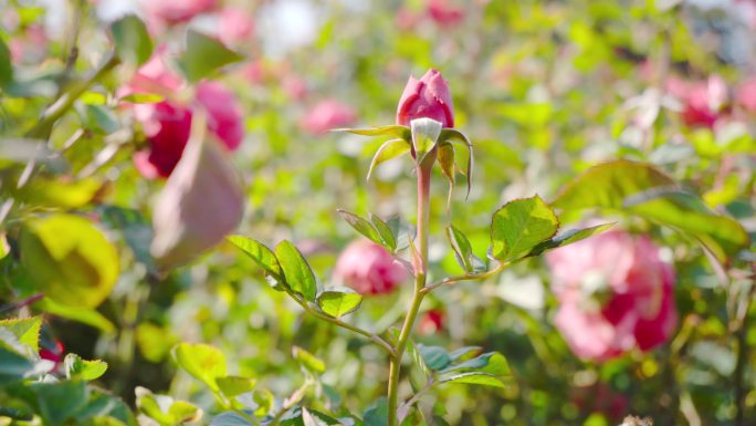 【4K】芬芳月季花、含苞待放