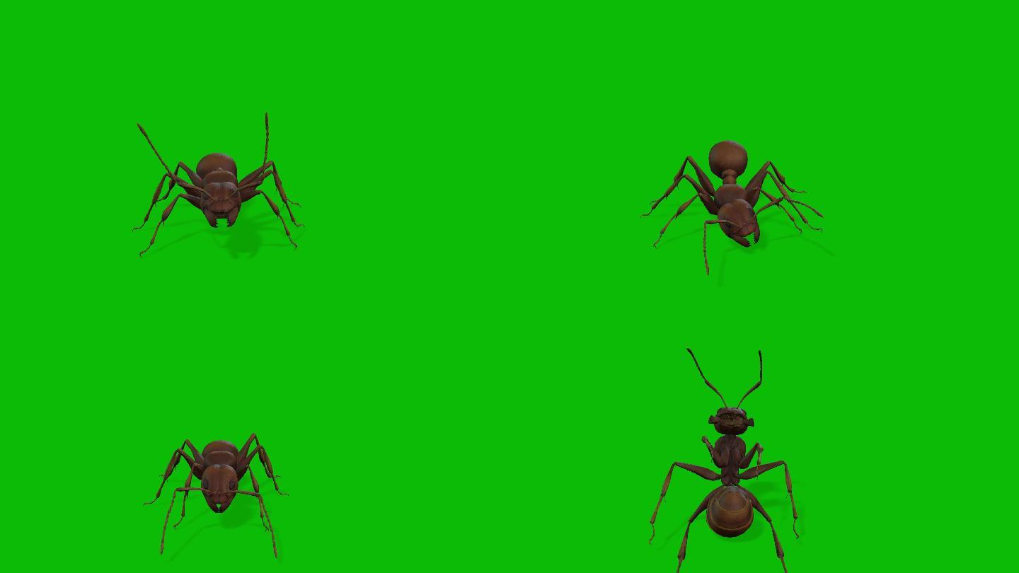 AE素材蚂蚁带动作绿布素材