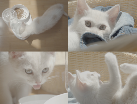 4k猫、小猫、白猫、猫咪生活日常