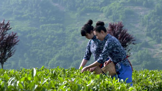 茶女美女采茶茶园茶叶