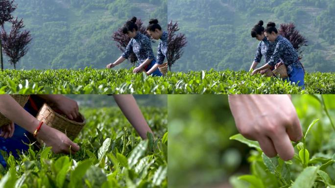 茶女美女采茶茶园茶叶