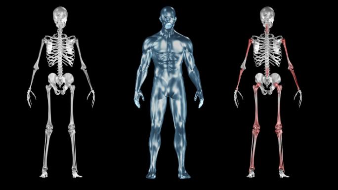 人体骨骼通道骨骼，关节人体无限循环