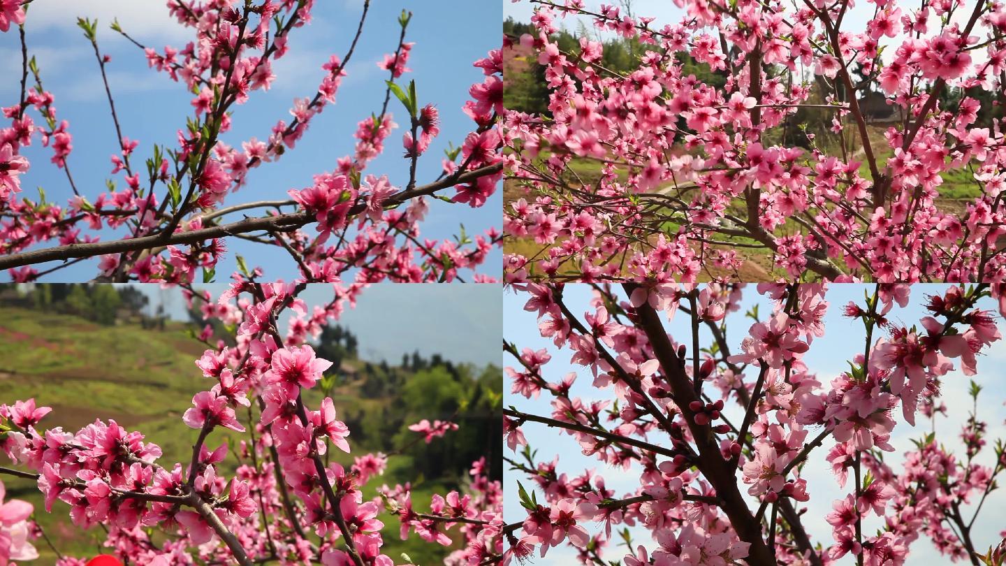 桃花桃树黄桃基地桃园