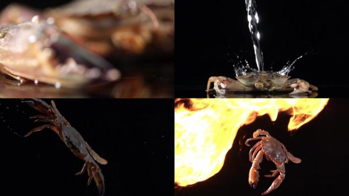 螃蟹朋友圈创意视频