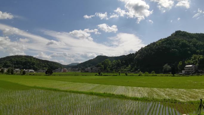 4K4组天星农村稻田远景