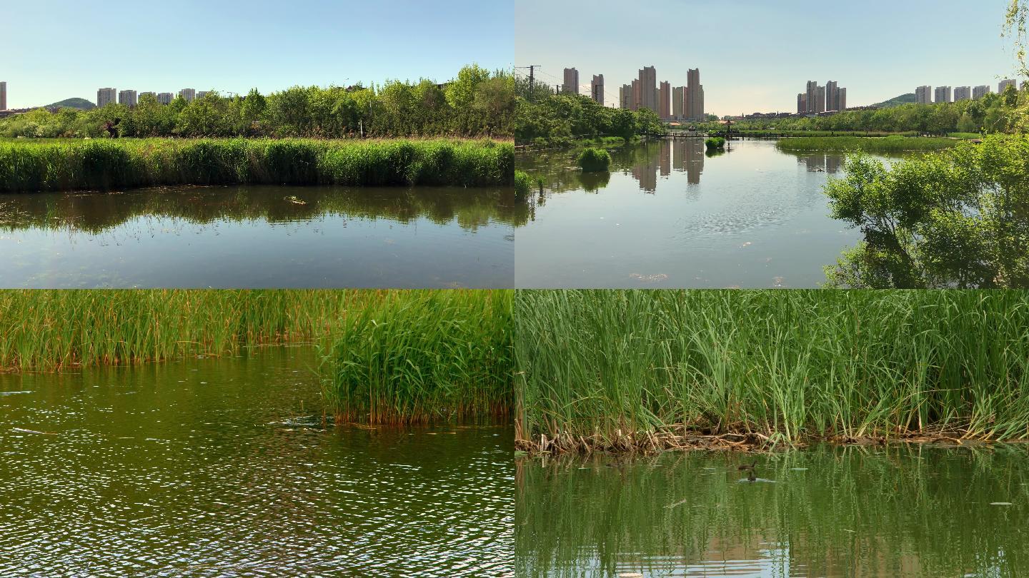 原创拍摄2020疫情后城市湿地公园的春天